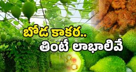 Boda Kakarakaya: కూరగాయల్లో కింగ్.. తింటే అనేక వ్యాధులకు చెక్.. ఎంటో తెలుసా?