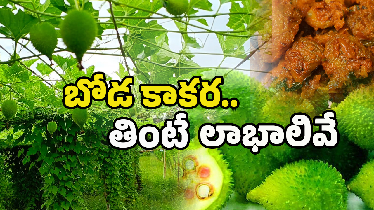 Boda Kakarakaya: కూరగాయల్లో కింగ్.. తింటే అనేక వ్యాధులకు చెక్.. ఎంటో తెలుసా?
