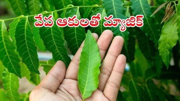 Neem Leaves Benefits: ఈ ఆకులతో అనేక ఆరోగ్య సమస్యలు పరార్ !