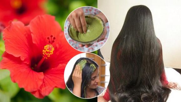 Hibiscus Leaves: మందార ఆకులను ఇలా వాడితే.. జుట్టు వద్దన్నా పెరుగుతుంది !