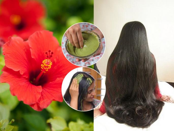 Hibiscus Leaves: మందార ఆకులను ఇలా వాడితే.. జుట్టు వద్దన్నా పెరుగుతుంది !