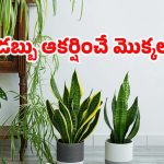Vastu Tips: అయస్కాంతంలా డబ్బును ఆకర్షించే మొక్కలు ఇవే !