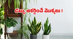 Vastu Tips: అయస్కాంతంలా డబ్బును ఆకర్షించే మొక్కలు ఇవే !