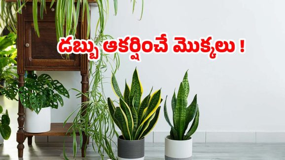 Vastu Tips: అయస్కాంతంలా డబ్బును ఆకర్షించే మొక్కలు ఇవే !
