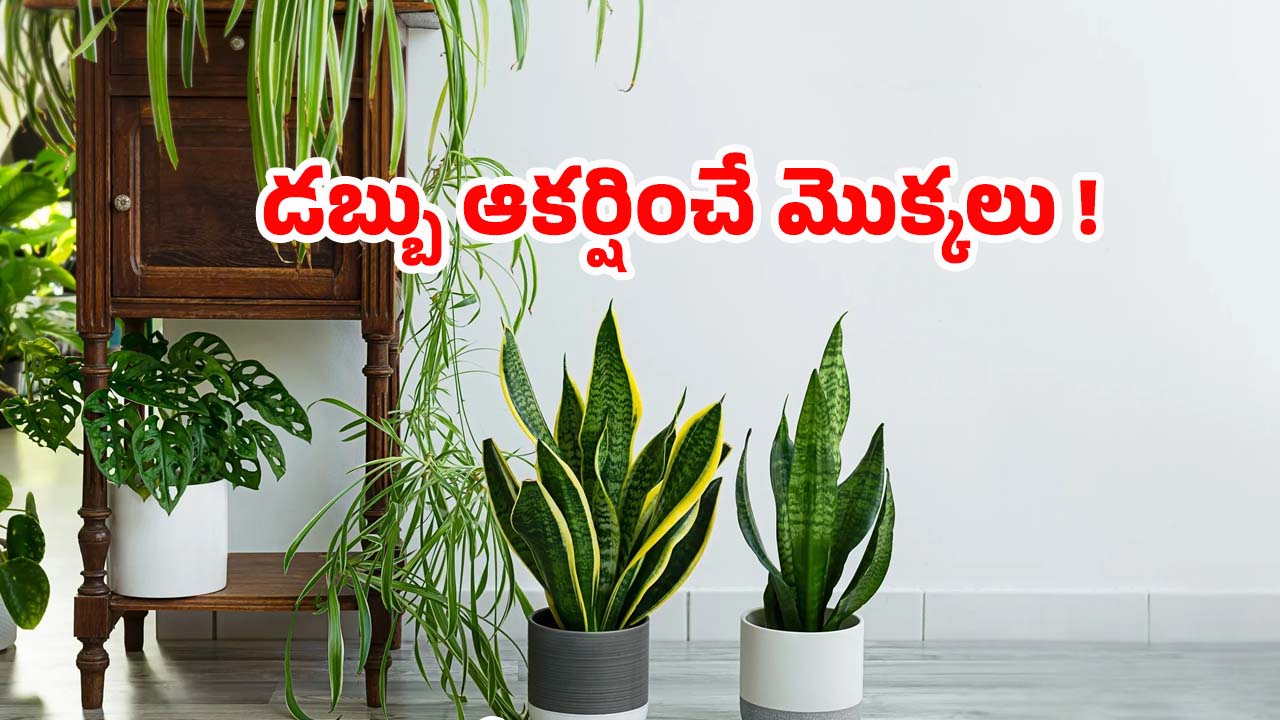 Vastu Tips: అయస్కాంతంలా డబ్బును ఆకర్షించే మొక్కలు ఇవే !