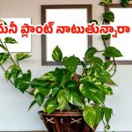 Vastu Tips For Money Plant: మొదటి సారి ఇంట్లో మనీ ప్లాంట్ నాటుతున్నారా ?  ఈ వాస్తు టిప్స్ పాటించండి