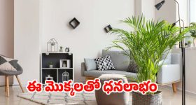 Vastu Tips: ఈ మొక్కలు మీ ఇంట్లో ఉంటే.. లక్ష్మీ దేవి కటాక్షం ఉన్నట్లే