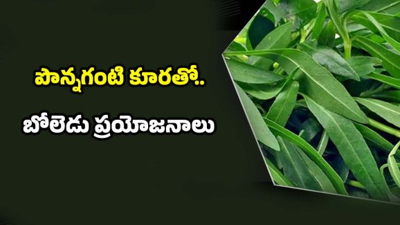 Ponnaganti Leaves: పొన్నగంటి కూర తింటే.. ఈ రోగాలన్నీ పరార్ !