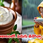 Curd In Rainy Season: వర్షాకాలంలో పెరుగు తింటున్నారా ? నిపుణులు ఏం చెబుతున్నారంటే ?