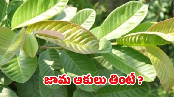 Guava Leaves: ఉదయం పూట ఖాళీ కడుపుతో జామ ఆకులు తింటే.. ?