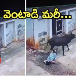 Viral Video: ఆ ఎద్దు రంకేసింది.. వెంటాడి మరీ కుమ్మేసింది, వైరల్ వీడియో