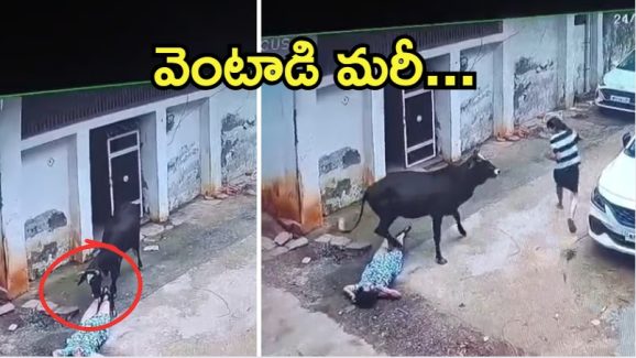 Viral Video: ఆ ఎద్దు రంకేసింది.. వెంటాడి మరీ కుమ్మేసింది, వైరల్ వీడియో