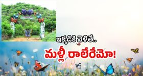 AP Tourism Jungle Safari: 160 రకాల సీతాకోకచిలుకలు.. లక్షల్లో ఒకే చోట.. ఏపీలో ఇక్కడికి వెళ్లండి!
