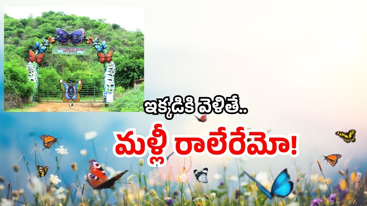 AP Tourism Jungle Safari: 160 రకాల సీతాకోకచిలుకలు.. లక్షల్లో ఒకే చోట.. ఏపీలో ఇక్కడికి వెళ్లండి!