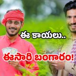 AP farmers profit: ఏపీలో పండిన బంగారం.. ఇదేం రేటు బాబోయ్!