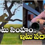 Actress Sadha: చెట్టు మీద కూర్చోడానికి ఆడ సింహం పాట్లు, చివరికి.. సదా వైల్డ్ వీడియో వైరల్!