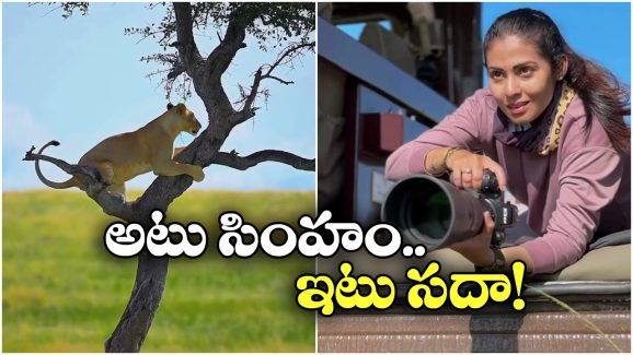 Actress Sadha: చెట్టు మీద కూర్చోడానికి ఆడ సింహం పాట్లు, చివరికి.. సదా వైల్డ్ వీడియో వైరల్!