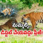 Amrabad Tiger Reserve closure: ఆ అడవికి తాళం.. ఆ రూట్ లో వెళ్లవద్దు.. వెళ్లారంటే?