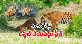 Home Minister Anitha: మంత్రి అనిత అన్నంలో బొద్దింక.. అధికారులపై ఆగ్రహం