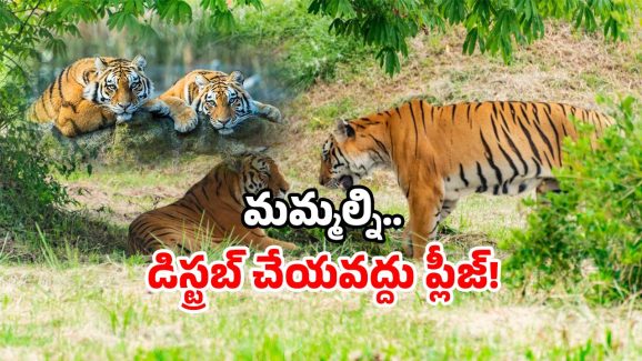Amrabad Tiger Reserve closure: ఆ అడవికి తాళం.. ఆ రూట్ లో వెళ్లవద్దు.. వెళ్లారంటే?
