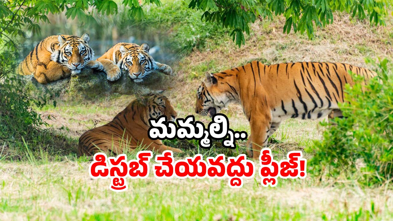 Amrabad Tiger Reserve closure: ఆ అడవికి తాళం.. ఆ రూట్ లో వెళ్లవద్దు.. వెళ్లారంటే?