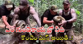 Anaconda Video: ఏం ధైర్యం బ్రో నీది.. అంత పెద్ద అనకొండను వట్టి చేతులతో పట్టేశావే..
