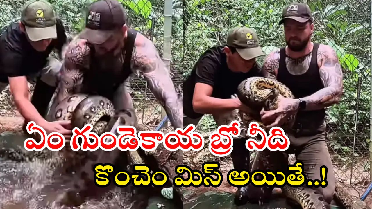 Anaconda Video: ఏం ధైర్యం బ్రో నీది.. అంత పెద్ద అనకొండను వట్టి చేతులతో పట్టేశావే..