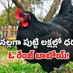 Black chicken: ఒక్క కోడి ధరకే బుల్లెట్ వస్తుంది.. అయినా దీని డిమాండ్ ఫుల్!