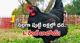 Sambarala Yeti Gattu: చేదాటిపోయిన బడ్జెట్... మెగా హీరో సినిమా మధ్యలోనే రద్దు?