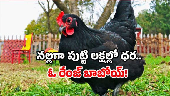 Black chicken: ఒక్క కోడి ధరకే బుల్లెట్ వస్తుంది.. అయినా దీని డిమాండ్ ఫుల్!
