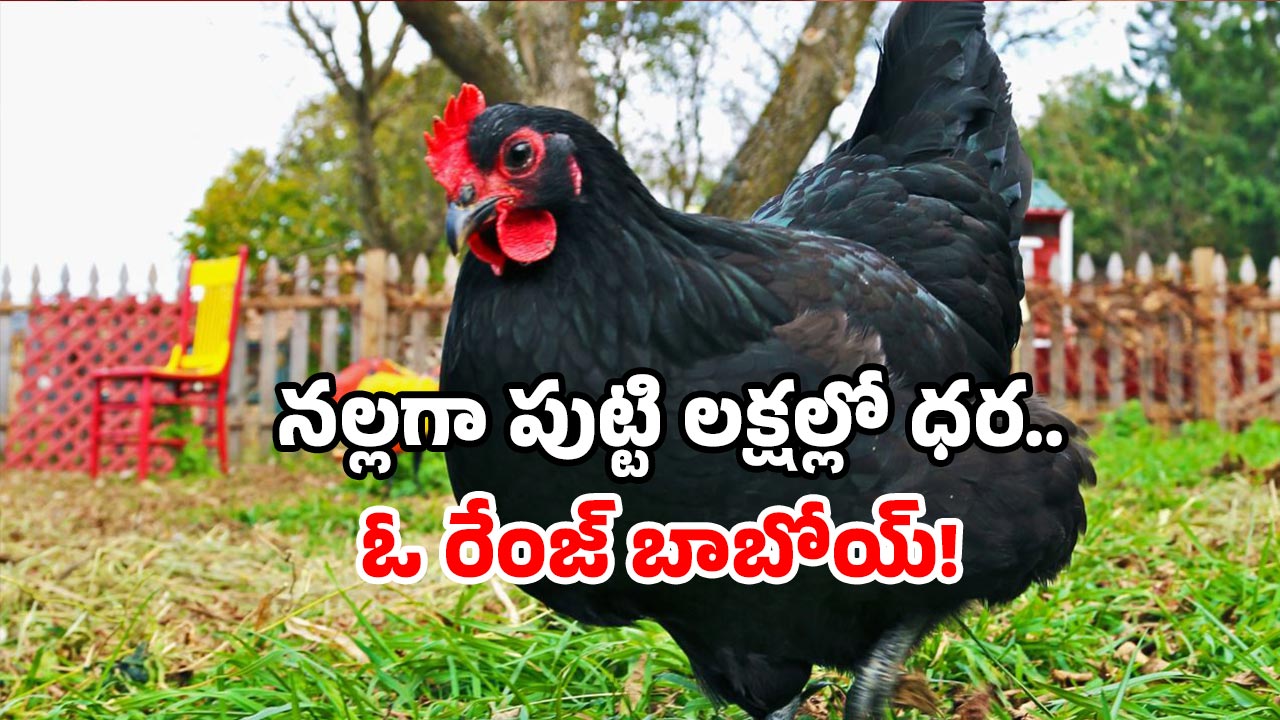 Black chicken: ఒక్క కోడి ధరకే బుల్లెట్ వస్తుంది.. అయినా దీని డిమాండ్ ఫుల్!