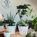 Indoor Plants: వాస్తు ప్రకారం సంపద, అదృష్టాన్ని తెచ్చే.. ఇండోర్ ప్లాంట్స్ ఇవే !