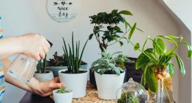 Indoor Plants: వాస్తు ప్రకారం సంపద, అదృష్టాన్ని తెచ్చే.. ఇండోర్ ప్లాంట్స్ ఇవే !