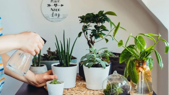 Indoor Plants: వాస్తు ప్రకారం సంపద, అదృష్టాన్ని తెచ్చే.. ఇండోర్ ప్లాంట్స్ ఇవే !