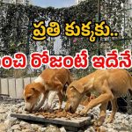 Chicken rice for Dogs: వీధి కుక్కలకు ‘రైస్ విత్ చికెన్’.. కొత్త స్కీమ్ అమలు.. ఖర్చు కోట్లల్లోనే!