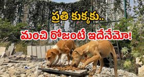 Chicken rice for Dogs: వీధి కుక్కలకు ‘రైస్ విత్ చికెన్’.. కొత్త స్కీమ్ అమలు.. ఖర్చు కోట్లల్లోనే!