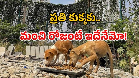 Chicken rice for Dogs: వీధి కుక్కలకు ‘రైస్ విత్ చికెన్’.. కొత్త స్కీమ్ అమలు.. ఖర్చు కోట్లల్లోనే!