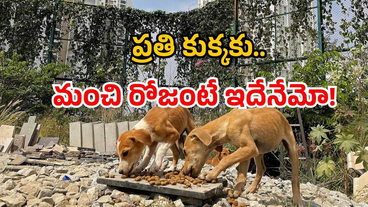 Chicken rice for Dogs: వీధి కుక్కలకు ‘రైస్ విత్ చికెన్’.. కొత్త స్కీమ్ అమలు.. ఖర్చు కోట్లల్లోనే!