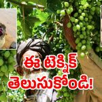 Clay Pots: మట్టితో ఇలా కూడా చేయవచ్చా! ఇక ఫ్రిజ్ లు విసిరి వేయాల్సిందేనా?