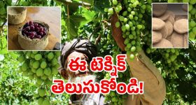 Clay Pots: మట్టితో ఇలా కూడా చేయవచ్చా! ఇక ఫ్రిజ్ లు విసిరి వేయాల్సిందేనా?