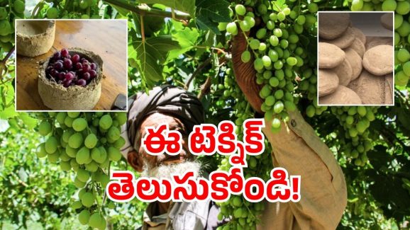 Clay Pots: మట్టితో ఇలా కూడా చేయవచ్చా! ఇక ఫ్రిజ్ లు విసిరి వేయాల్సిందేనా?