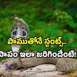 Snake: నాగుపాము ముందు స్టెప్పులు.. మందుబాబు నిర్వాకం.. చివరికి?