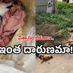 Dog killing news: విజయవాడలో దారుణం.. వాడు మనిషేనా? అన్నం పెట్టి మరీ?