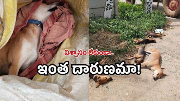 Dog killing news: విజయవాడలో దారుణం.. వాడు మనిషేనా? అన్నం పెట్టి మరీ?