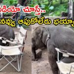 Elephant Video Viral: మనిషిలాగా ప్రవర్తించిన బుల్లి ఏనుగు.. కుర్చీలో కూర్చునేందుకు ప్రయత్నించి..?