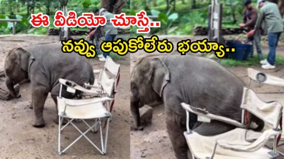 Elephant Video Viral: మనిషిలాగా ప్రవర్తించిన బుల్లి ఏనుగు.. కుర్చీలో కూర్చునేందుకు ప్రయత్నించి..?
