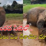 Elephant video: బురద నీటిలో చిన్న ఏనుగు.. సోషల్ మీడియాలో అద్భుతమైన వీడియో..
