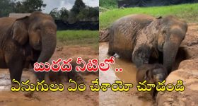 OTT Movie : భూగర్భంలో నీడల్లాంటి మనుషులు... రూపాన్ని దోచేసే రాక్షసులు... రోమాలు నిక్కబొడుకునే హర్రర్ సీన్లు