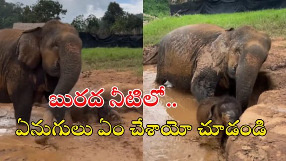 Elephant video: బురద నీటిలో చిన్న ఏనుగు.. సోషల్ మీడియాలో అద్భుతమైన వీడియో..