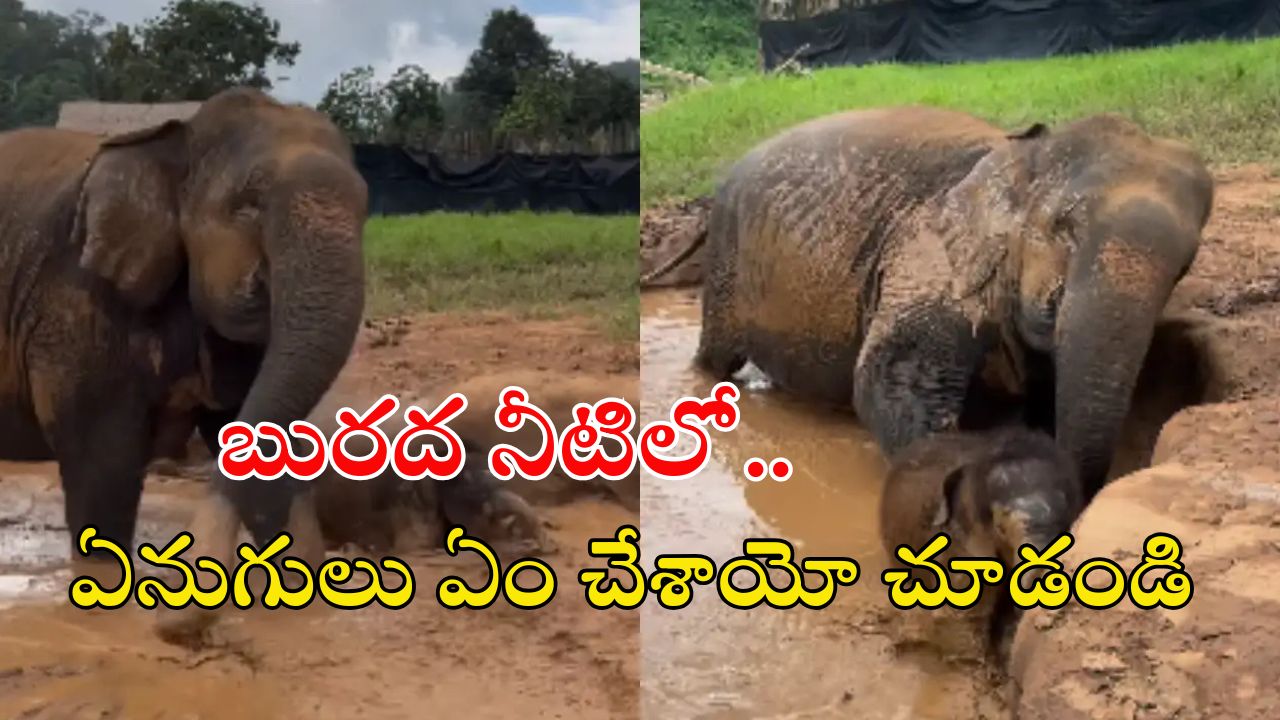 Elephant video: బురద నీటిలో చిన్న ఏనుగు.. సోషల్ మీడియాలో అద్భుతమైన వీడియో..